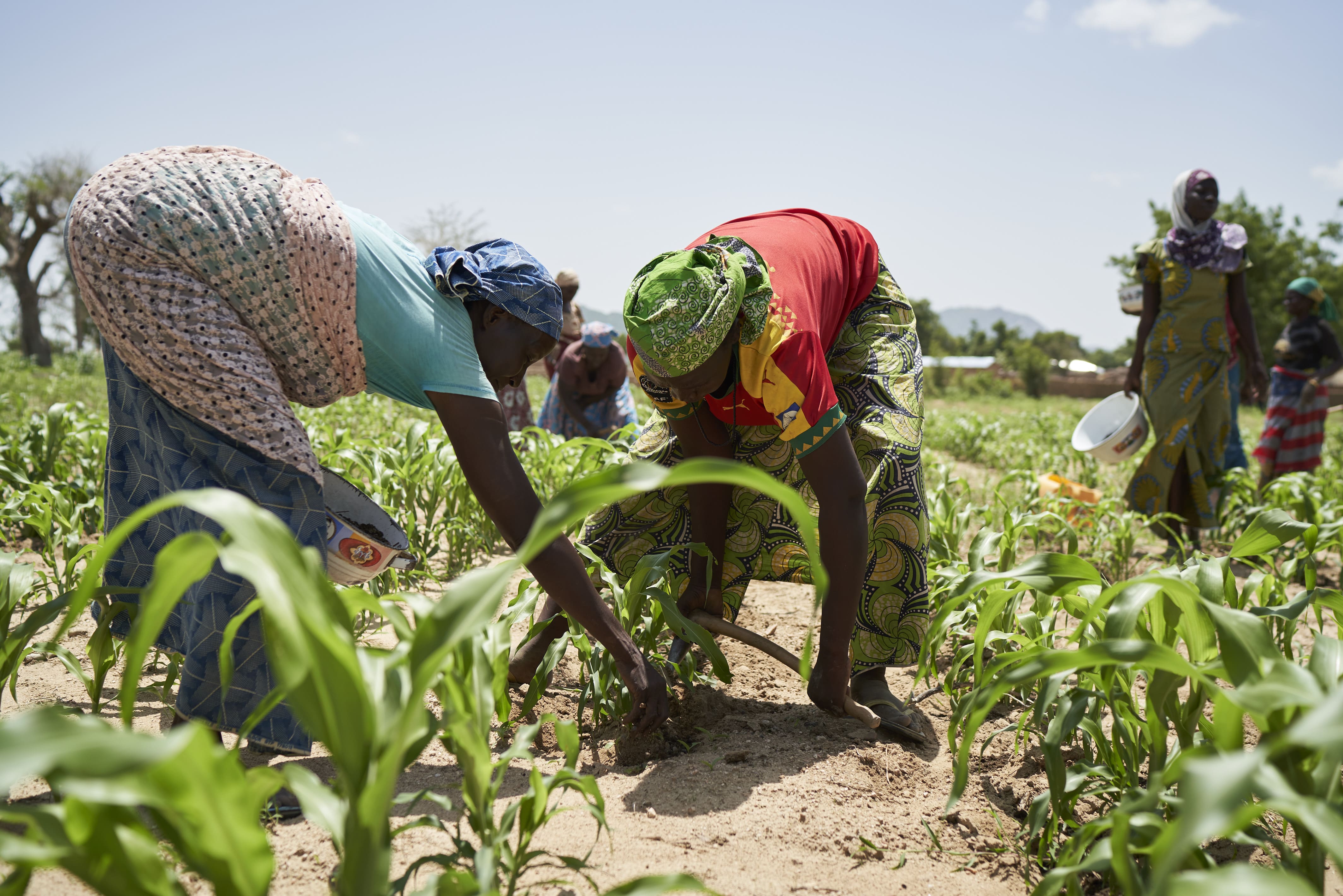 Cameroun agroecologie action contre la faim
